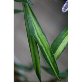 Hoya tsangii variegata ( inner variegated ) internet store