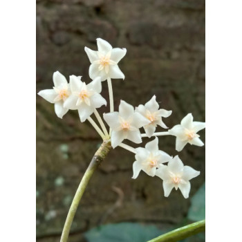 Hoya sp. Java no 02 store with hoya flowers