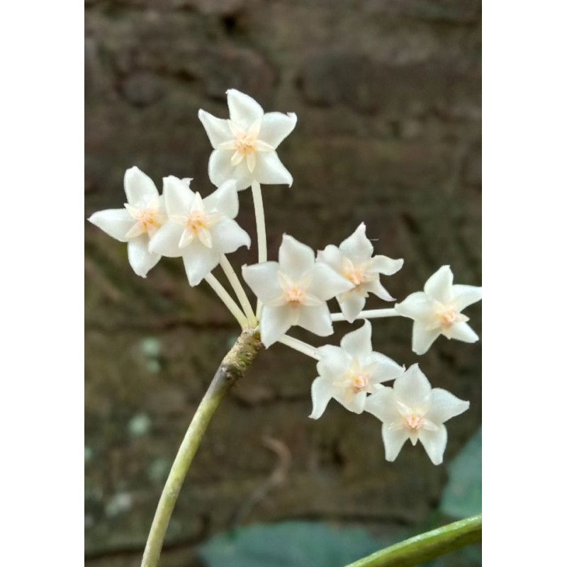 Hoya sp. Java no 02 store with hoya flowers