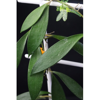 Hoya sp. Java no 02 store with hoya flowers