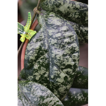 Hoya sp. Tabalong super splash store with hoya flowers