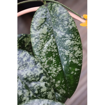 Hoya sp. Tabalong super splash store with hoya flowers