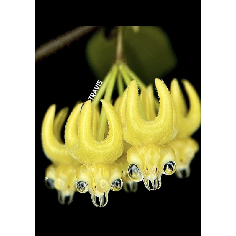 Hoya edenii ( the true one ) - real photos store with hoya flowers