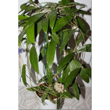 Hoya parasitica 'North Habli' sklep z kwiatami hoya
