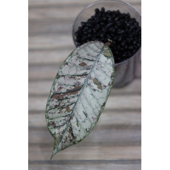 Hoya sp. Gunung Gading Ghost (SILVER) store with hoya flowers