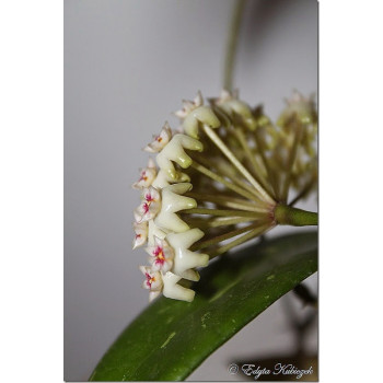 Hoya parasitica 'North Habli' store with hoya flowers