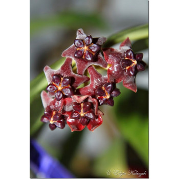 Hoya lobbii black ( dark flowers ) sklep z kwiatami hoya
