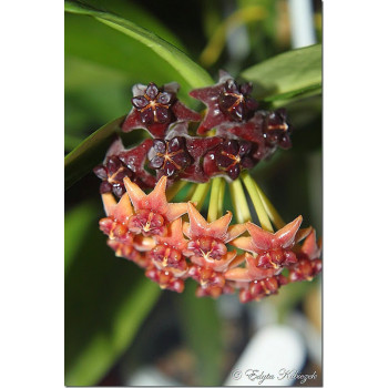 Hoya lobbii black ( dark flowers ) sklep z kwiatami hoya