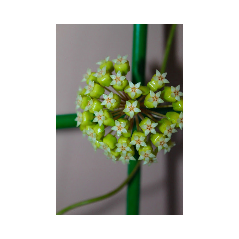 Hoya estrellaensis sklep z kwiatami hoya