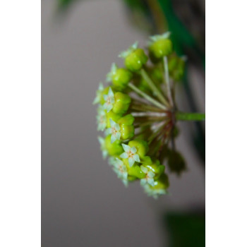 Hoya estrellaensis sklep z kwiatami hoya