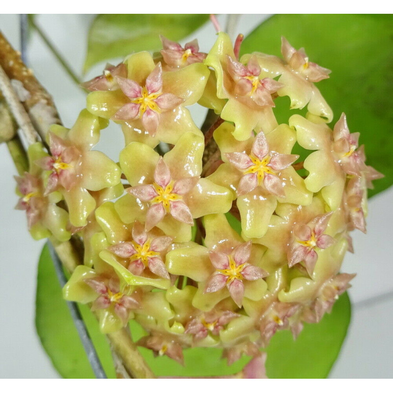 Hoya balaensis splash SRQ3191 sklep z kwiatami hoya