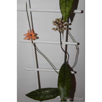 Hoya finlaysonii store with hoya flowers