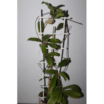 Hoya erythrina GPS10143 store with hoya flowers
