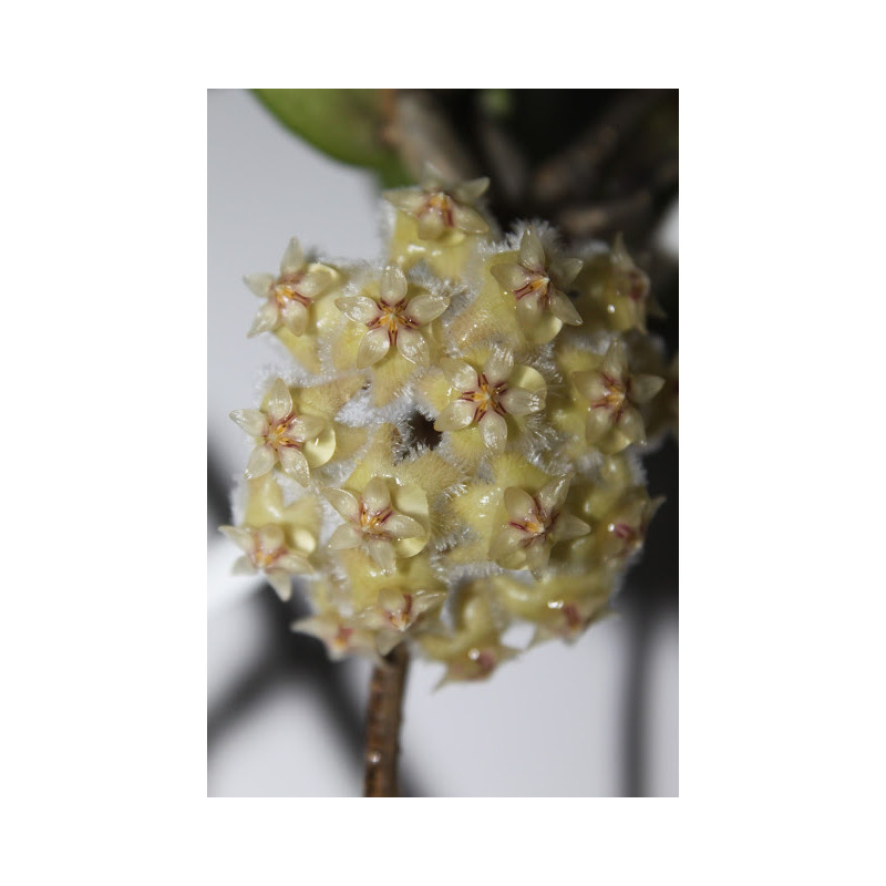 Hoya erythrina GPS10143 store with hoya flowers