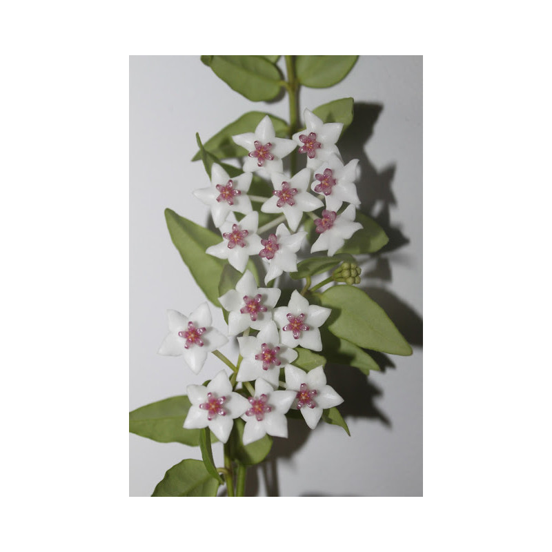 Hoya bella sklep z kwiatami hoya