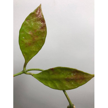 Hoya sp. Sarawak IML1212 sklep z kwiatami hoya