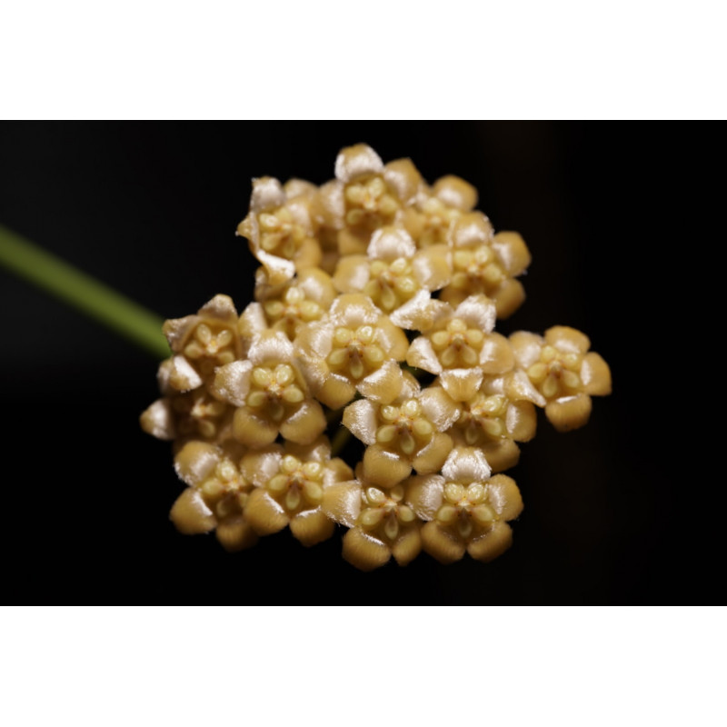 Hoya benitotanii sklep z kwiatami hoya