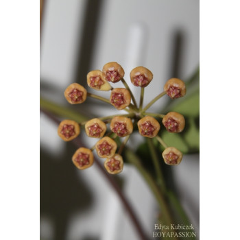 Hoya bicknellii sklep z kwiatami hoya