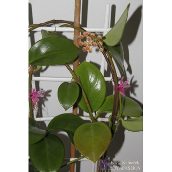 Hoya bicknellii sklep z kwiatami hoya