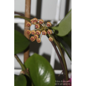 Hoya bicknellii sklep z kwiatami hoya