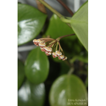 Hoya bicknellii sklep z kwiatami hoya