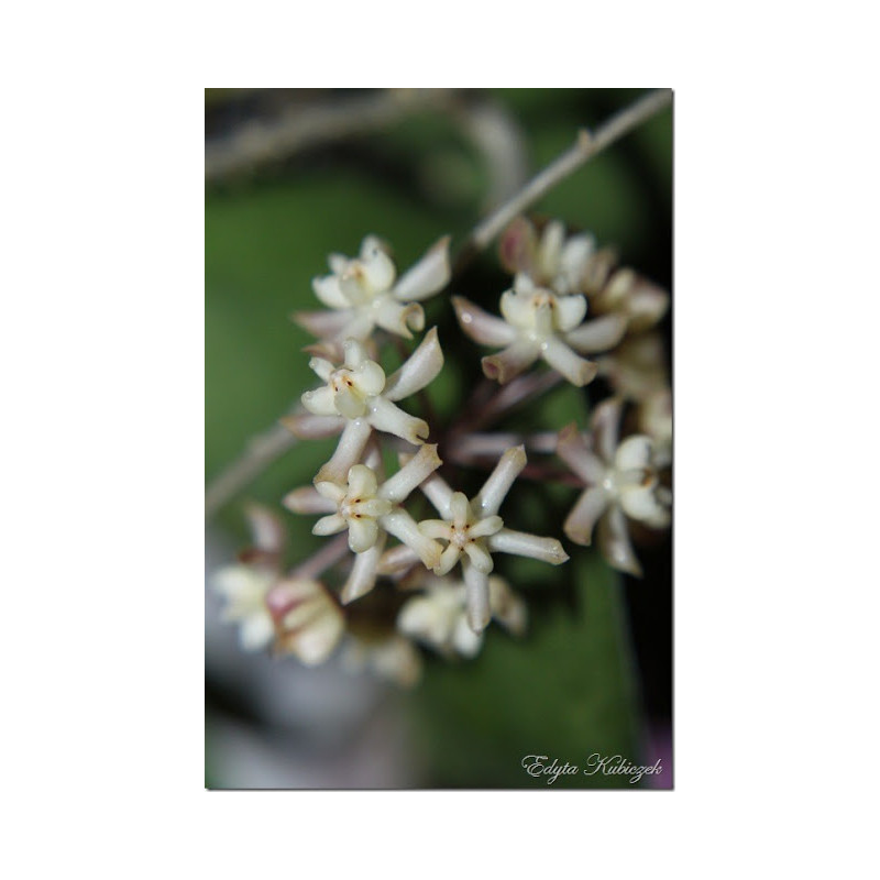 Hoya padangensis sklep z kwiatami hoya