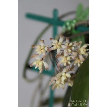 Hoya padangensis sklep z kwiatami hoya