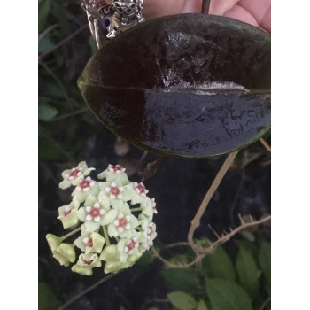 Hoya 'Penny's Treat' MB1405-B sklep z kwiatami hoya